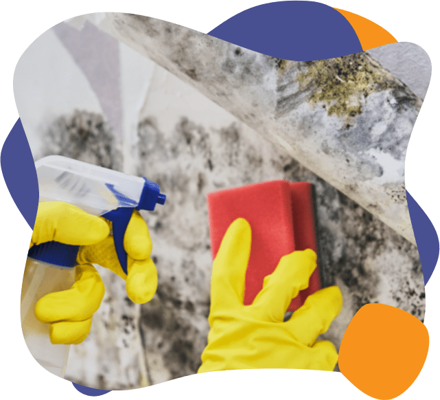 环保家庭清洁专家清除墙上的霉菌